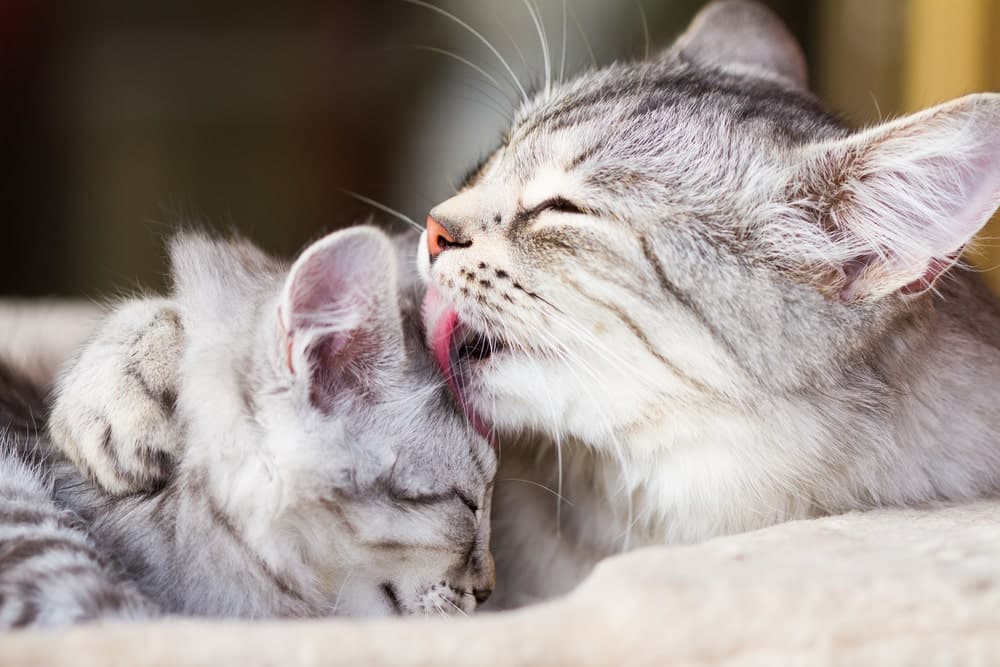 Silver-siberian-cat-grooming-her-kitten