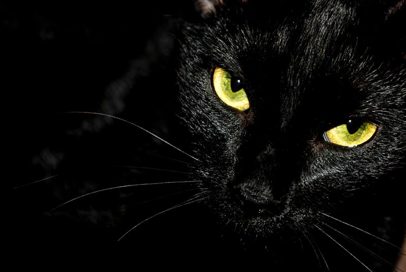 Are Demon Cats Real? Myths & History Revealed