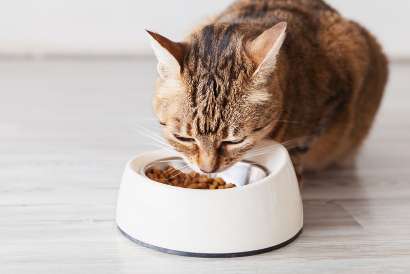 My Cat Won't Eat: Causes, Feeding Recomendations & When To Worry (Vet-Verified)