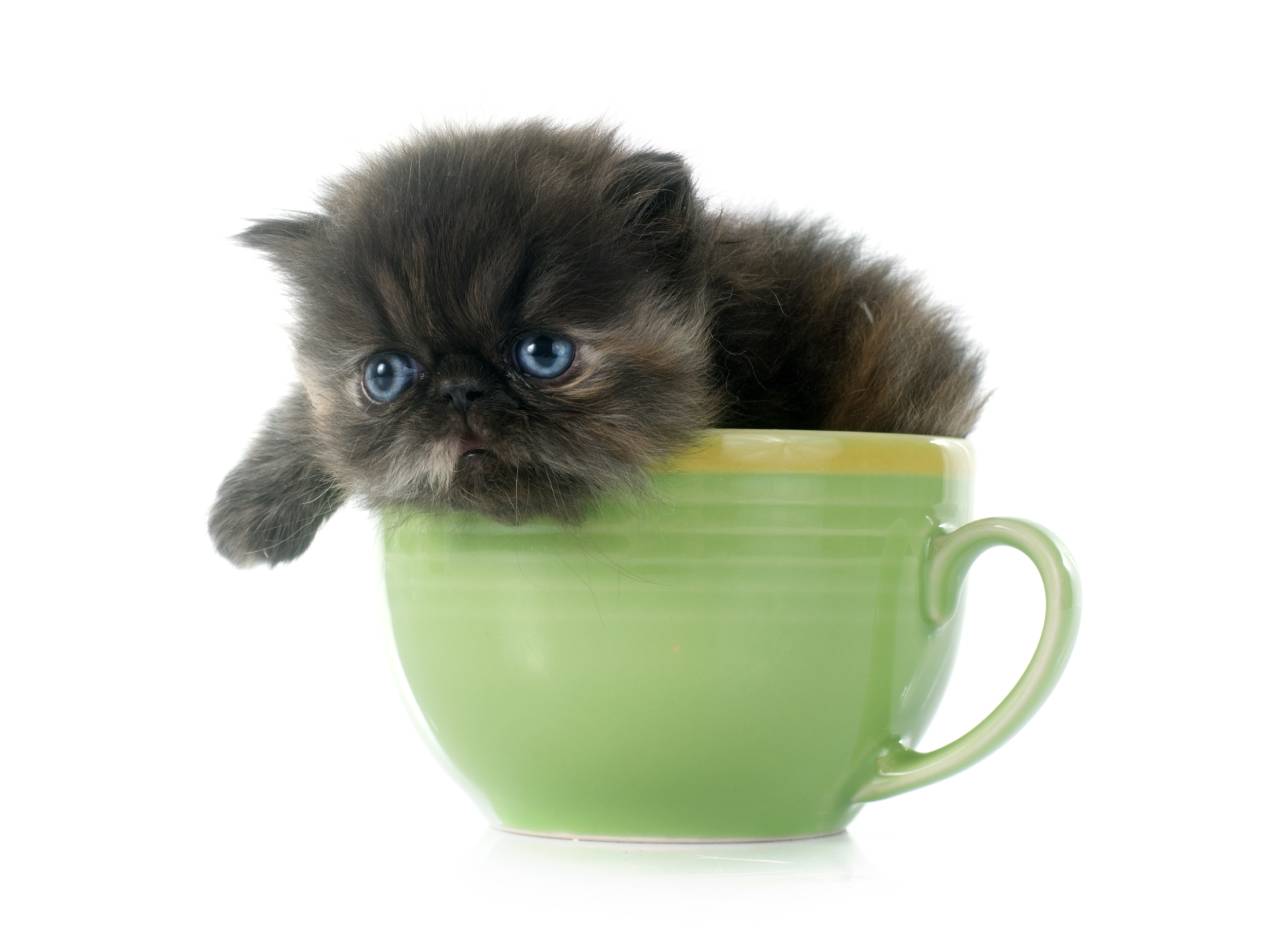 Teacup Persian Cats: History, Ethics, & Facts