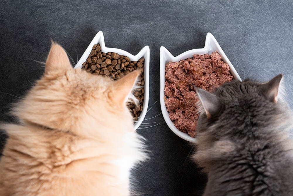 15 Best Wet Cat Foods in 2026: Canned, Soft, & Pâté Reviews (Vet-Recommended)