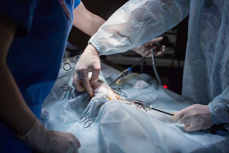Are Laparoscopic Spays Preferable to Traditional Ones? Pros & Cons (Vet Answer)