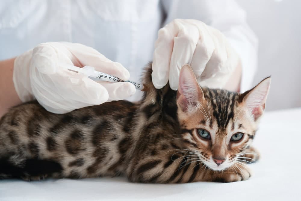 FVRCP Vaccine for Cats – What It Is & If Cats Need It (Vet Answer)