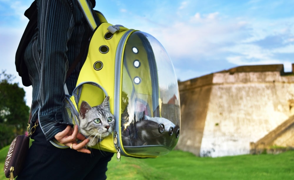 8 Best Cat Backpacks in 2026 - Reviews & Top Picks