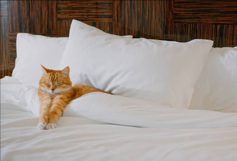 7 Pet Friendly Hotels in Savannah, GA (2026 Update)
