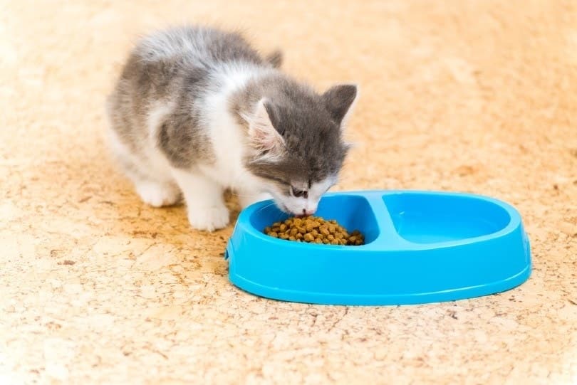 Why Is My Kitten Always Hungry? 9 Vet-Approved Reasons
