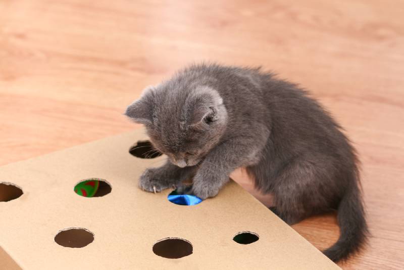 10 DIY Cat Games To Keep Your Kitty Busy (With Videos)