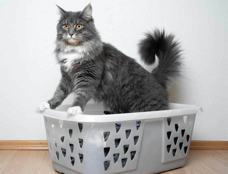 Why Do Cats Like Laundry Baskets So Much? Vet-Verified Reasons & Safety Tips
