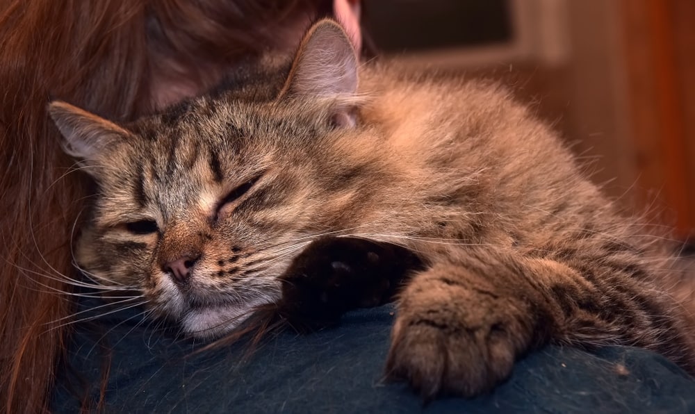 When to Euthanize a Cat? Vet-Reviewed Factors & FAQ