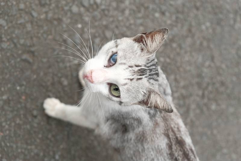 Keratitis in Cats: Causes, Diagnosis & Treatments (Vet Answer)