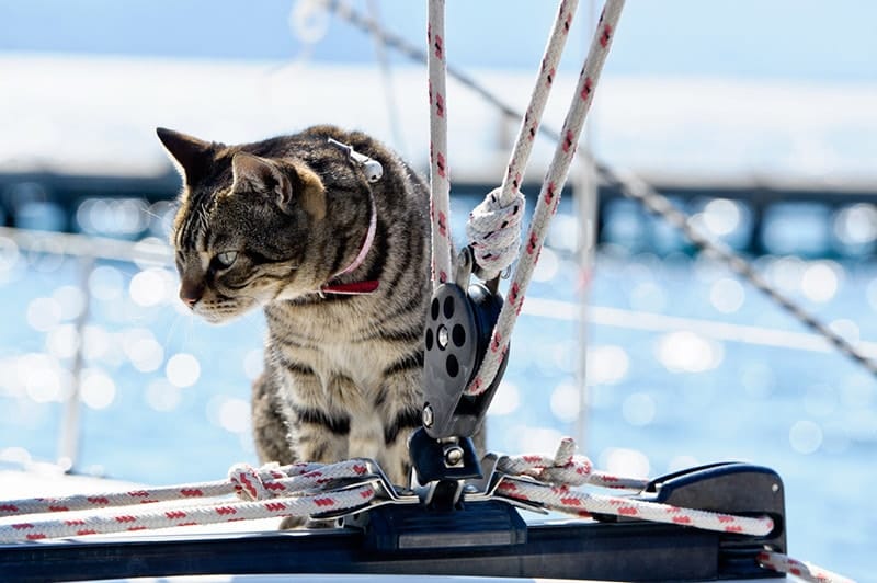 Cats on Sailboats: How Safe Is It? Vet-Reviewed Considerations & Safety Tips