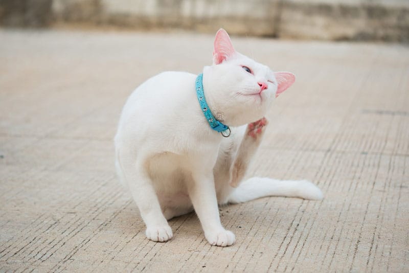 Can Humans Get Lice From Cats & Vice-Versa? Vet-Approved Facts