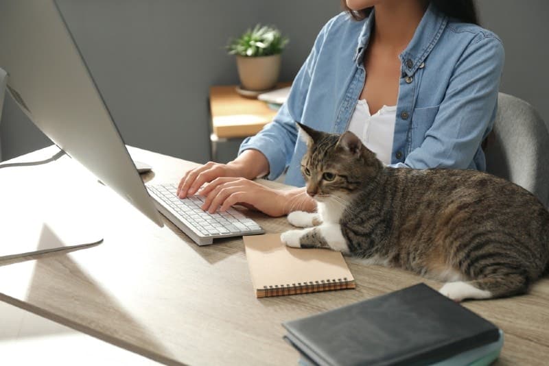 Can Cats in the Office Help Lower Employee Stress Levels? Benefits, Facts & More (Vet-Verified Info)