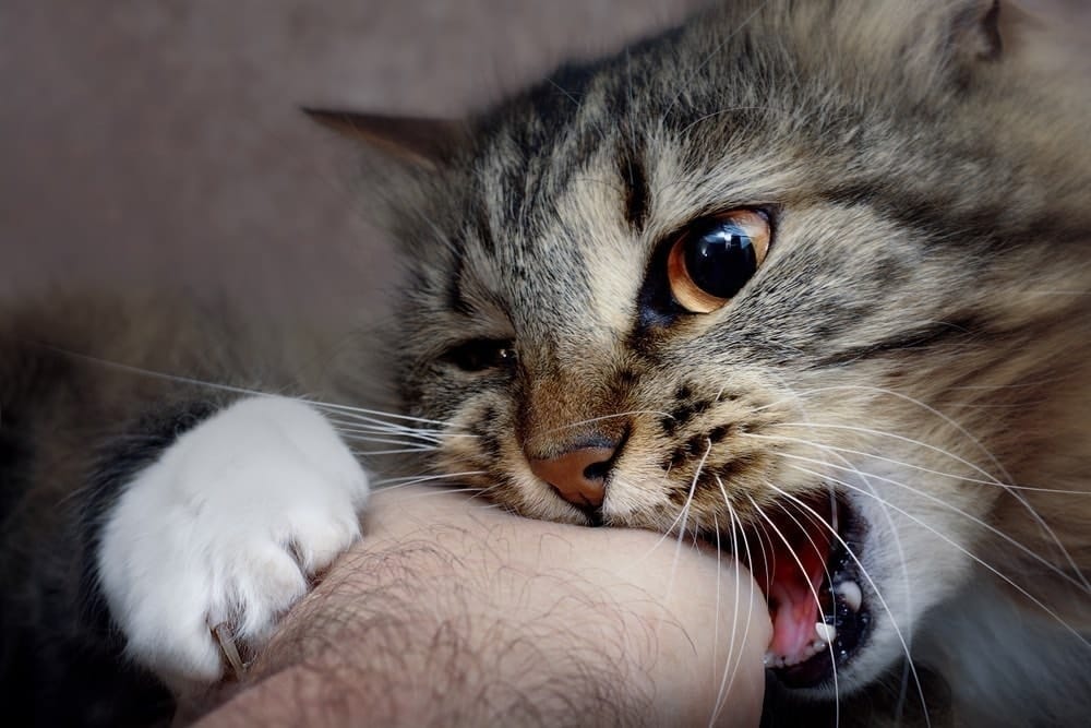 Petting Aggression: Why Cats Bite the Hand They Love & What to Do (Vet-Approved)