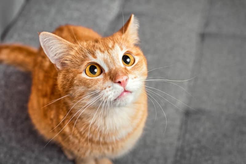 Why Do Seemingly Healthy Old Cats Suddenly Get Sick & Die? 5 Possible Reasons (Vet Answer)