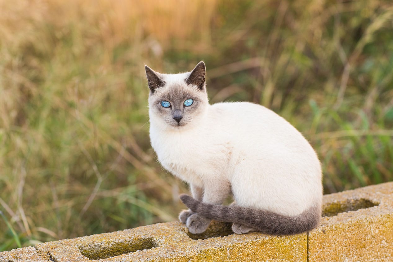 Siamese Cat Genetics: Does It Affect Siamese Behavior? Temperament Facts
