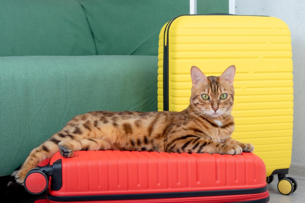 7 Pet-Friendly Hotels in Grand Junction, CO (2026 Update)