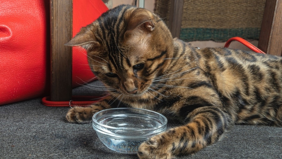 Why Is My Cat Not Drinking Water? Vet-Reviewed Reasons & Solutions