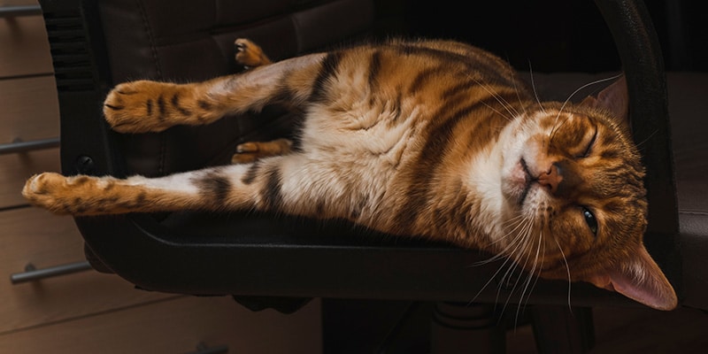 Head Pressing in Cats: What Is It and What to Do? (Vet Answer)