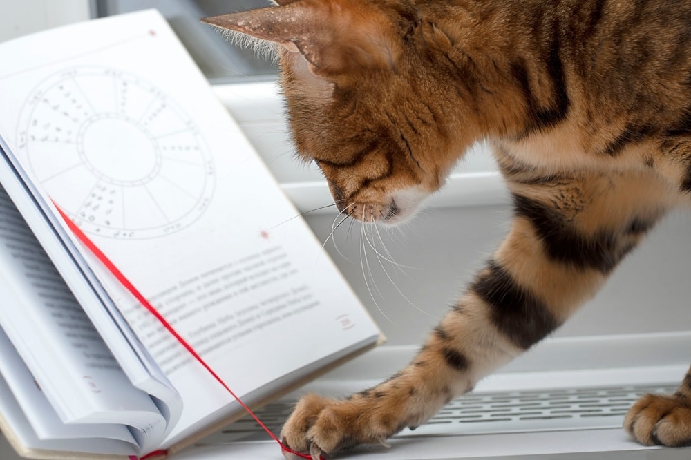 Vietnam's Year of the Cat: Vietnamese Lunar Zodiac Celebrations Explained