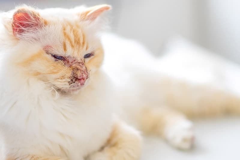 Autoimmune Disease in Cats: Causes, Signs & Treatments (Vet Answer)