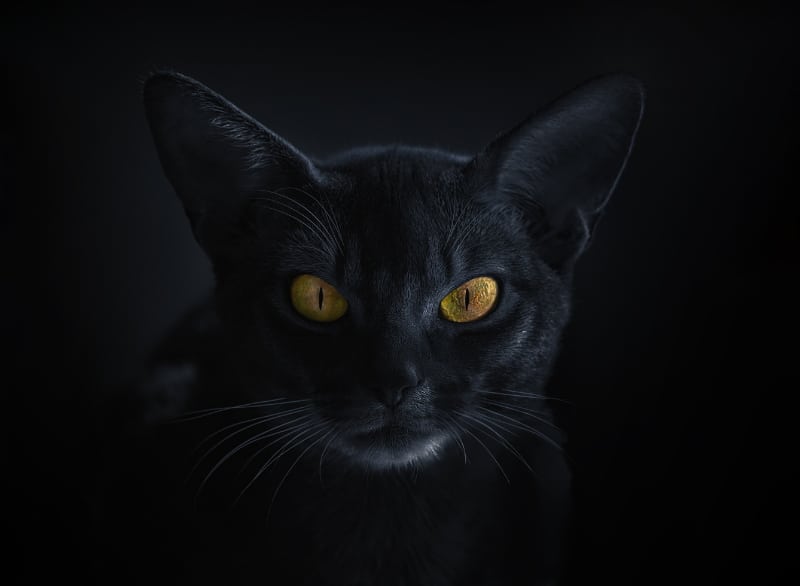Black Abyssinian Cat: Does This Breed Exist? Our Vet Answers