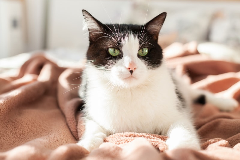 10 Pet-Friendly Hotels in Las Vegas (2026 Update)