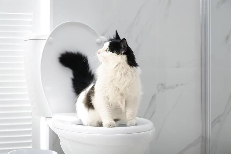 Why Is My Cat Obsessed With the Toilet? 6 Possible Reasons