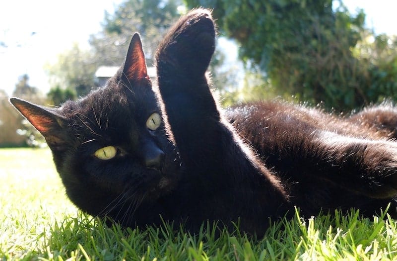 What Is Cat “Rust”? Causes & What to Look Out For (Vet-Verified Info)