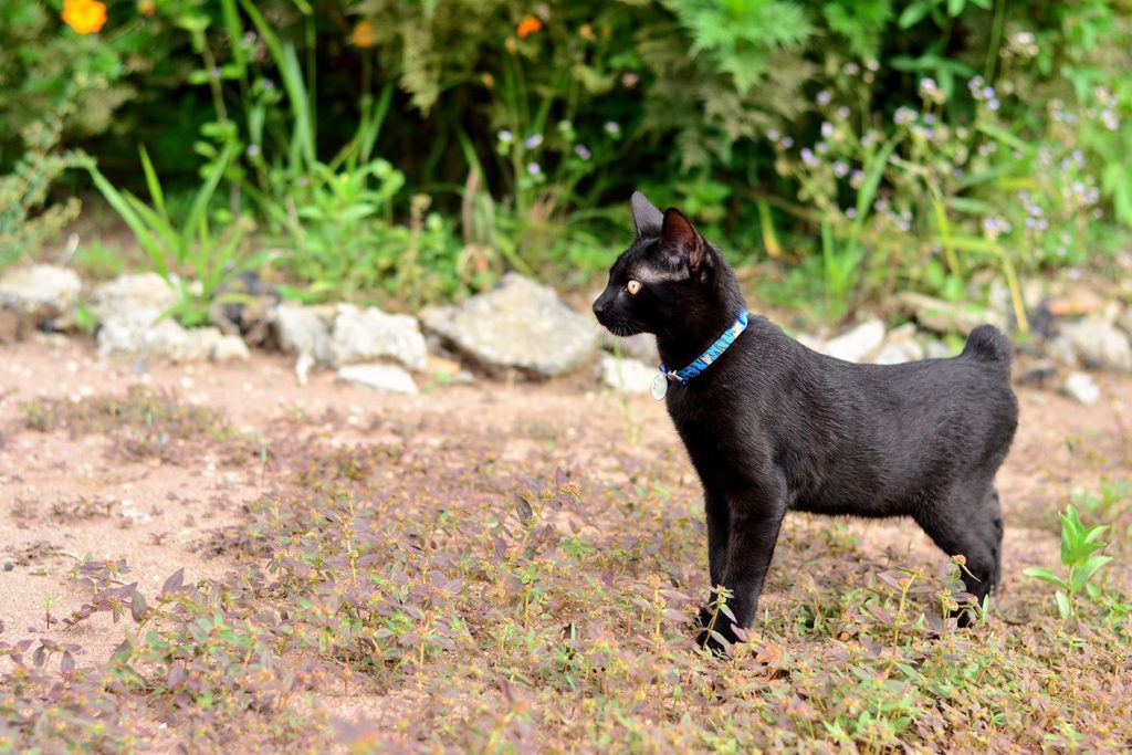 Black Japanese Bobtail