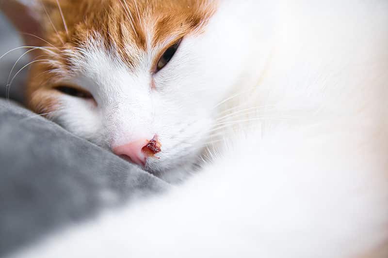 Why Is My Cat Bleeding? A Full-Body Overview (Vet Answer)