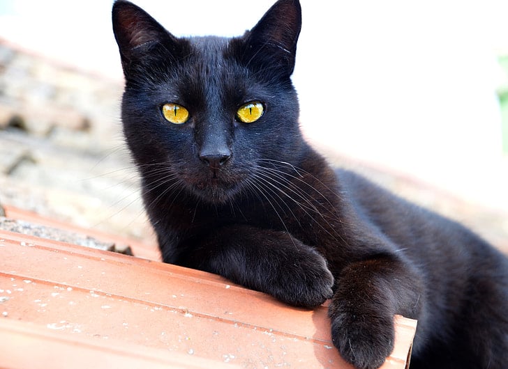 Is a Bombay Cat Hypoallergenic? Vet-Reviewed Allergy Facts & Tips