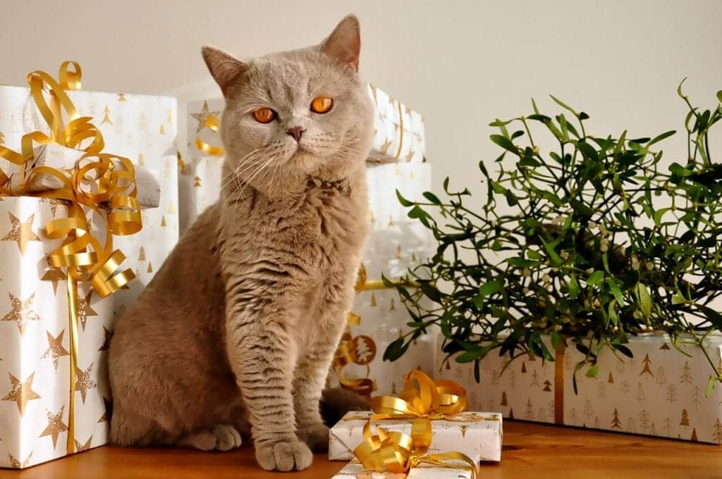 42 Luxury Cat Gifts for Cat Lovers & Their Cats