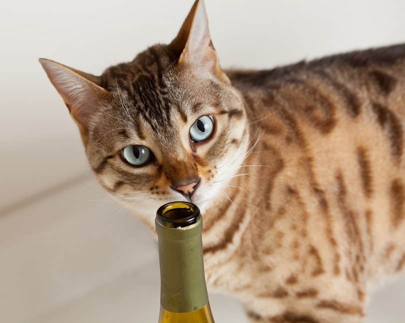 Is Japanese Cat Wine a Real Thing? Surprising Facts & Health Considerations