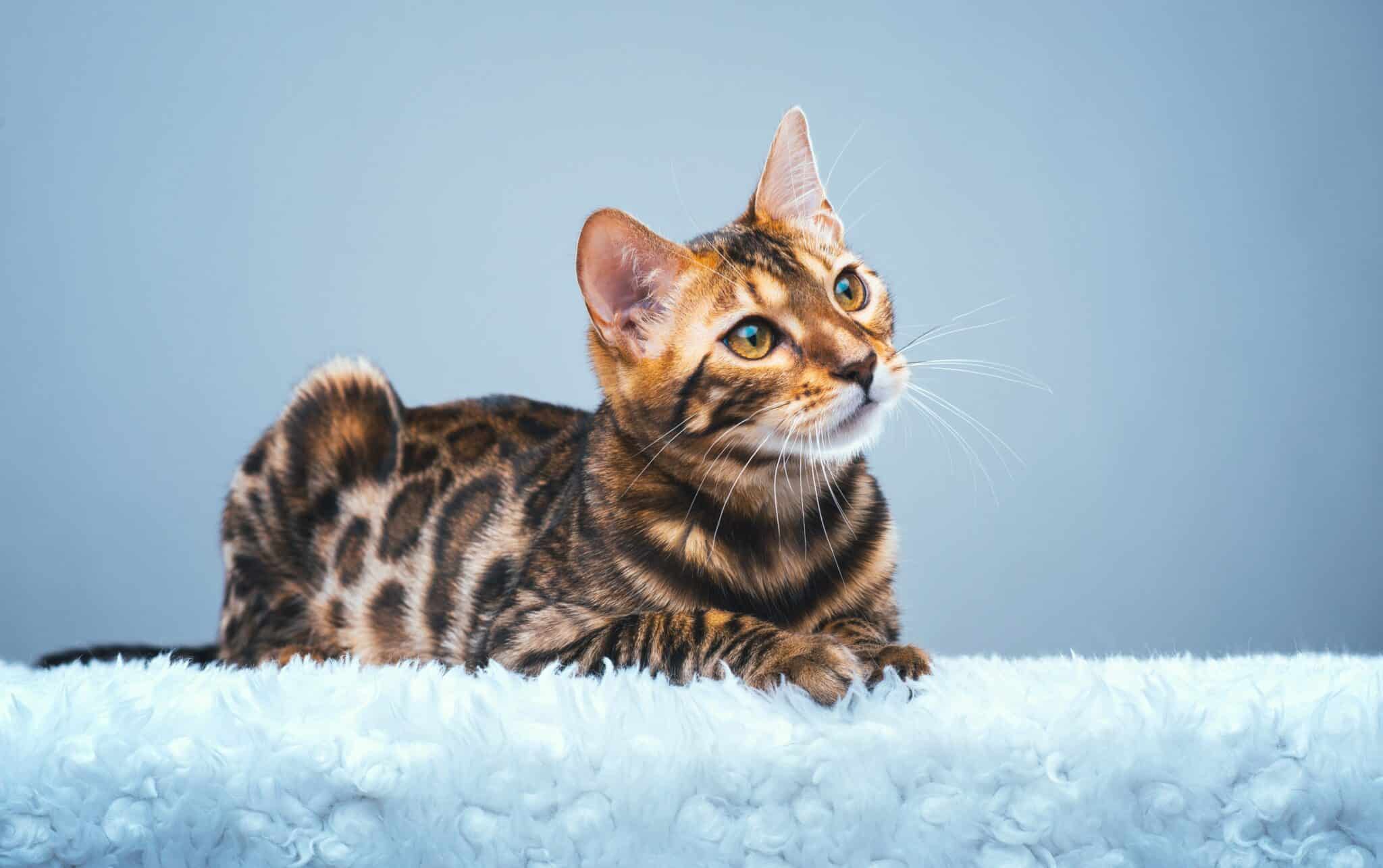 Are Bengal Cats Illegal in Some States? 2026 Update