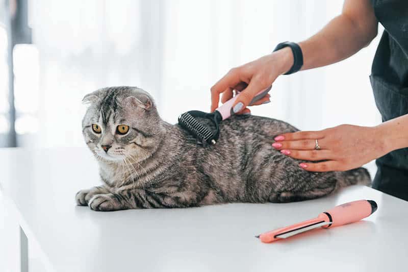 10 Common Cat Grooming Mistakes & How Not to Make Them