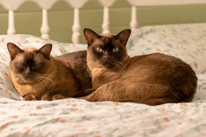 Do Cats Enjoy Sex & Mating? Vet-Reviewed Feline Facts