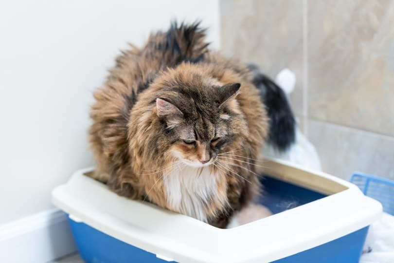 Do Cats Pee Blood When Stressed? Vet-Reviewed Causes For Blood In Urine