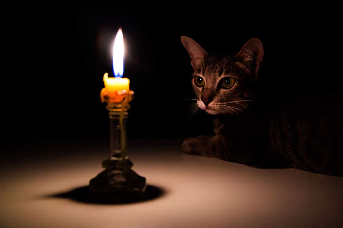 candle-and-cat