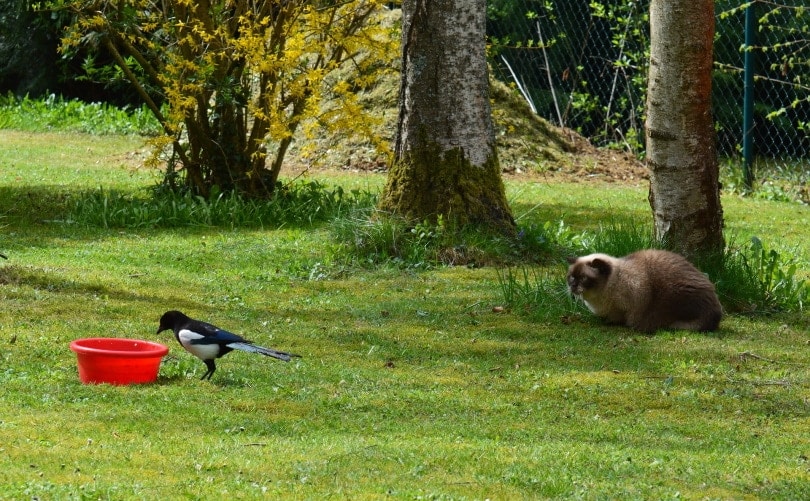 The Cats-Kill-Wildlife Conundrum: Exploring a Common Issue