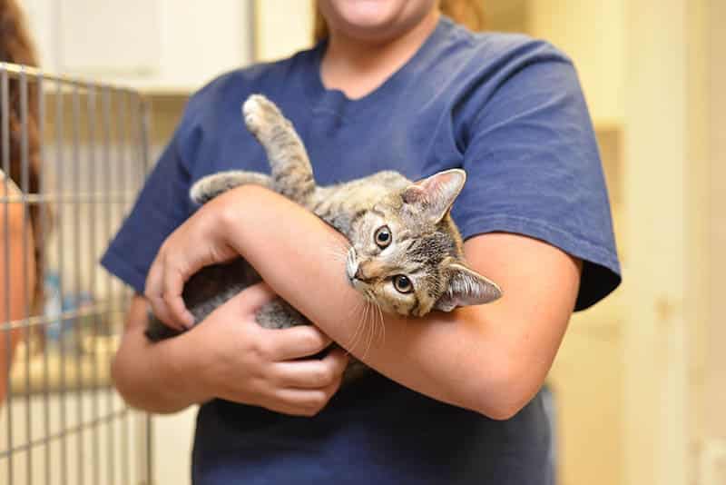 Adopting an Adult Cat: Tips for Bringing Them into Your Home
