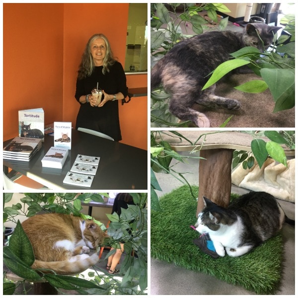 orlando-cat-cafe