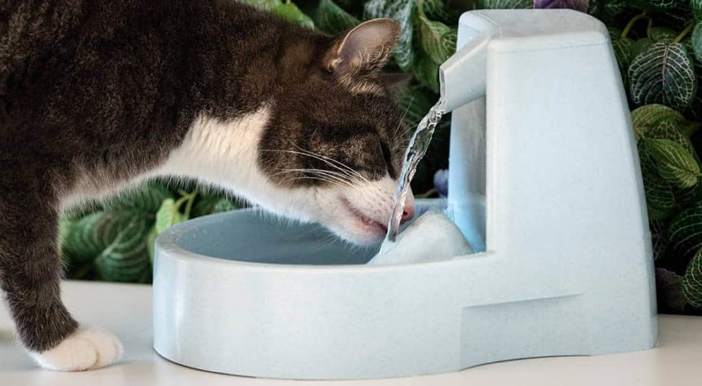 Do Cats Need Water Fountains? Vet-Approved Benefits & FAQ