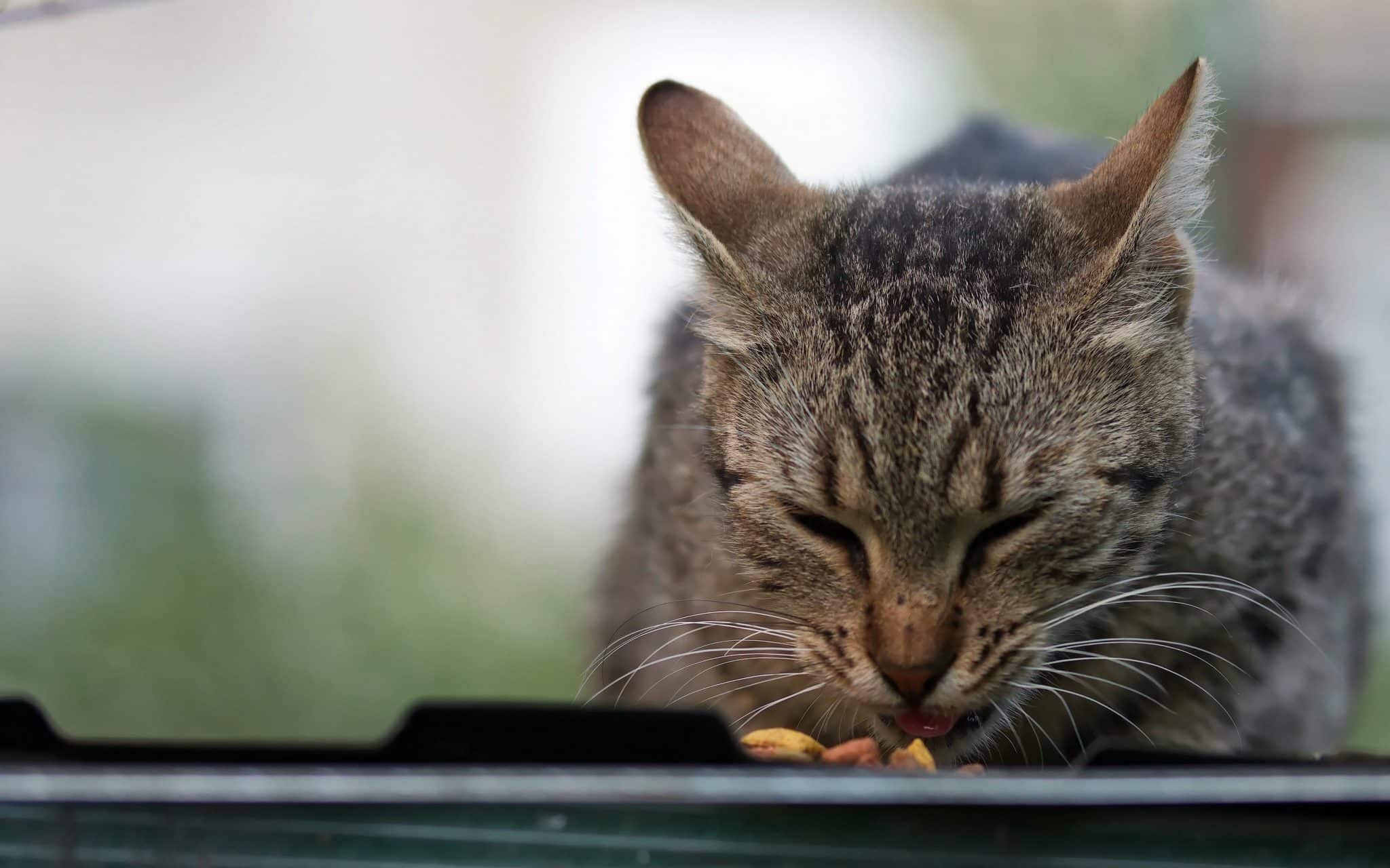 cat eating close up view face food
