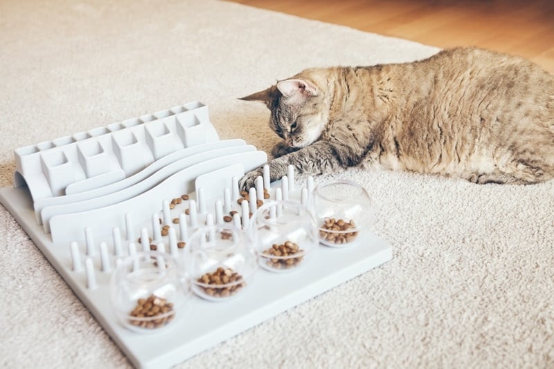 Are Slow Feeders Good For Cats? Vet Approved Pros, Cons & Verdict