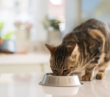 10 Best Cat Food Bowls in 2026 - Reviews & Top Picks