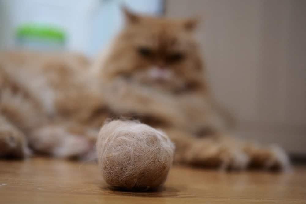 The Surprisingly Simple Ways to Help a Cat With Hairballs