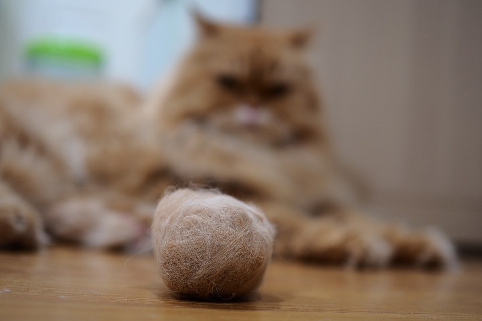 Do Cats Cough up Hairballs? Vet Reviewed Myth vs. Fact