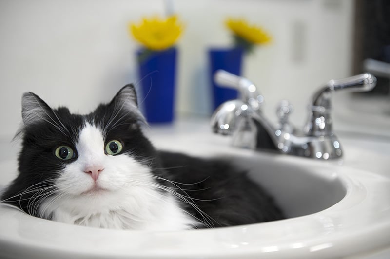 Why Do Cats Hang Out in Weird Places? 4 Vet-Reviewed Reasons