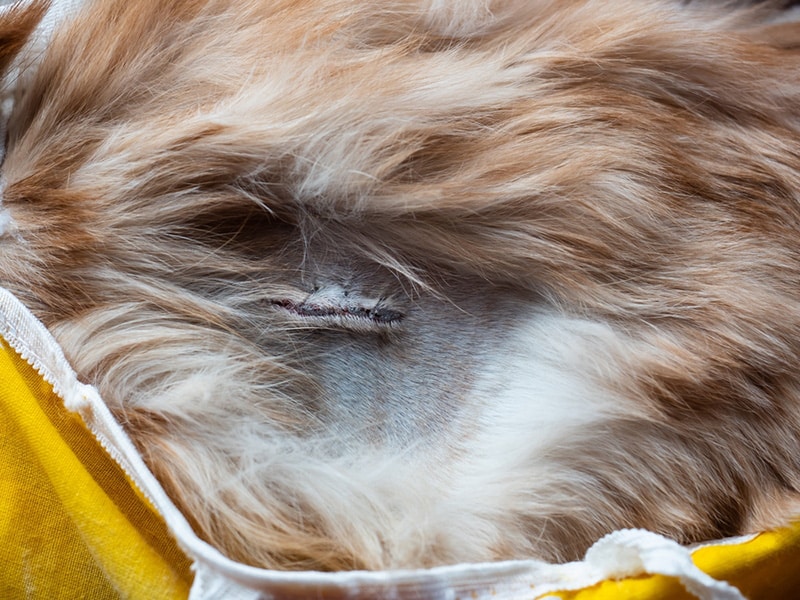 Seroma in Cats: Causes, Prevention, Signs & Treatment (Vet Answer)